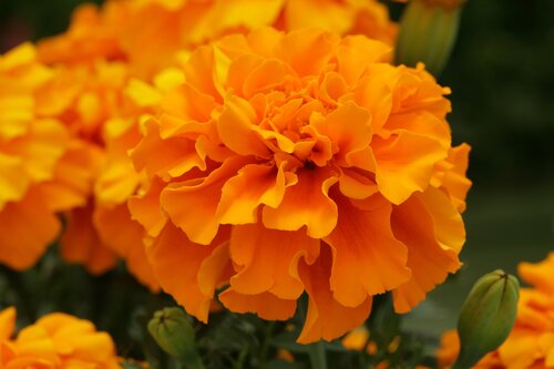 Marigold French Tangerine Six Pack
