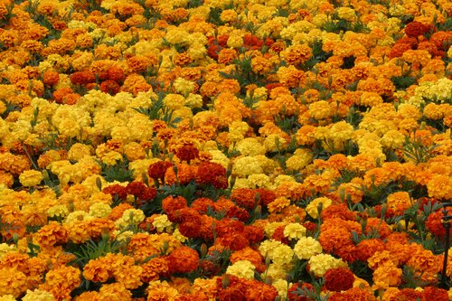 Marigold Triploid Mixed Six Pack