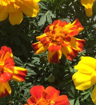 Marigold Triploid Mixed Six Pack