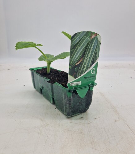 Marrow Long Green Bush Pack
