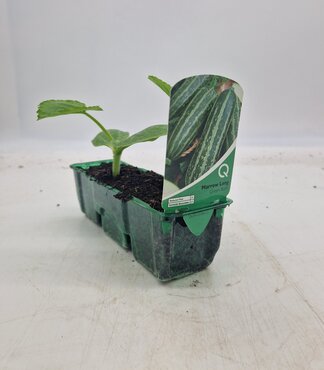 Marrow Long Green Bush Pack