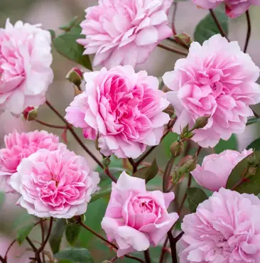 Mary Delany Climbing Rose 6 Litre