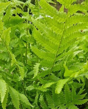 Matteuccia struthiopteris 2 Litre