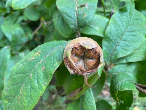 Medlar Nottingham 12 Litre