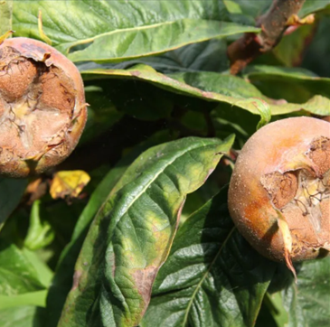 Medlar Nottingham 12 Litre