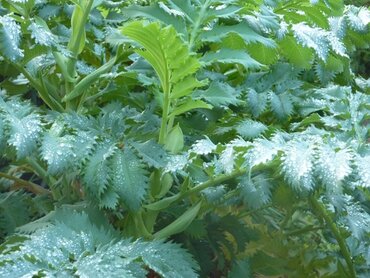 Melianthus Major 7 Litre