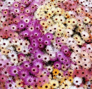 Mesembryanthemum Magic Mix 6 Pack