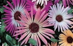Mesembryanthemum Mixed 14cm