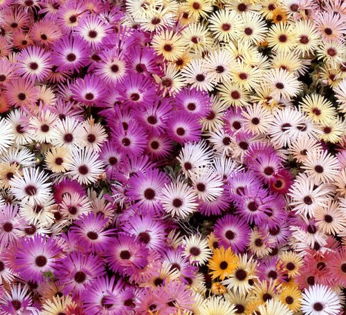Mesembryanthemum Mixed Six Pack