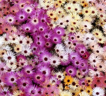 Mesembryanthemum Mixed Six Pack