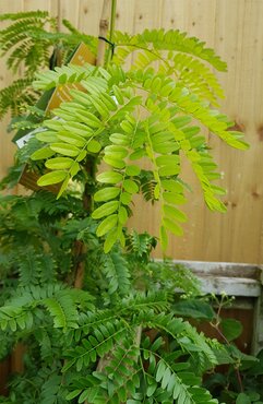 Metasequoia Goldrush 12 Litre