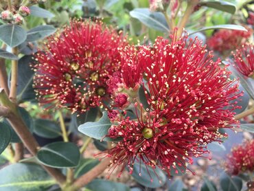 Metrosideros Mistral 4 Litre