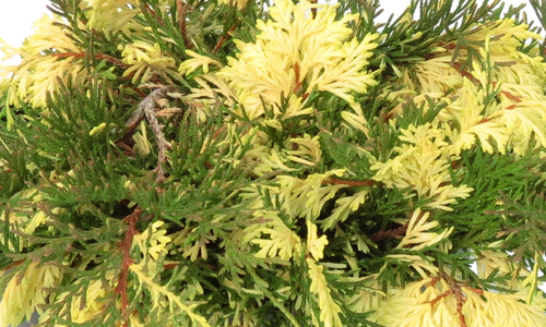 Microbiota Clouded Carpet 1 Litre