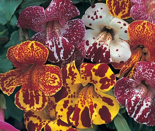 Mimulus Blotched Mixed Six Pack