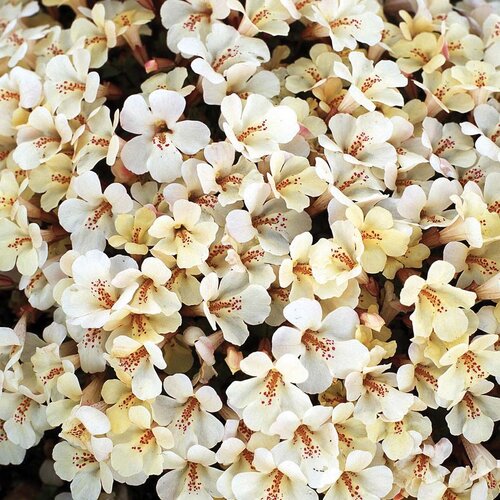 Mimulus Ivory Six Pack