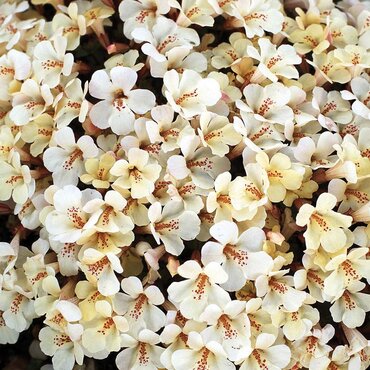 Mimulus Ivory Six Pack