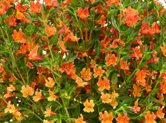 Mimulus Orange Six Pack
