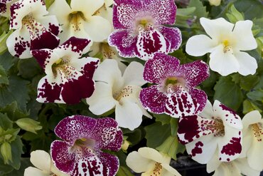 Mimulus White Flame Six Pack