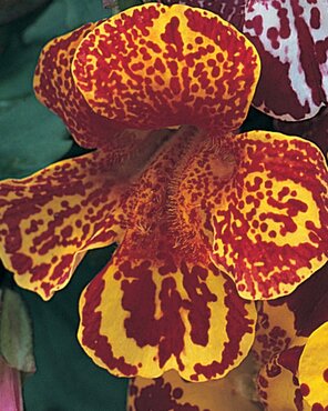 Mimulus Yellow Flame Six Pack