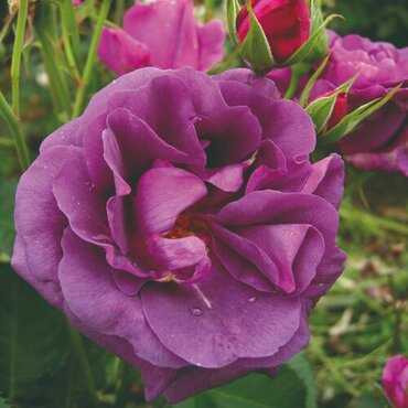 Minerva Bush Rose 3 Litre