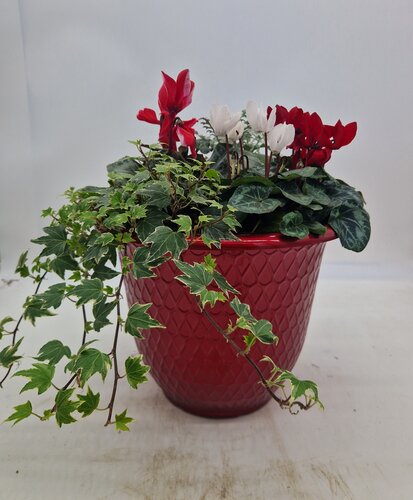 Minerva Gloss Red Planter 31cm