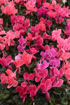 Mini Cyclamen Flame Mix Jumbo Six