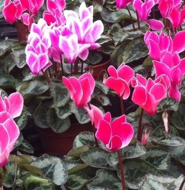 Mini Cyclamen Flame Mix Jumbo Six