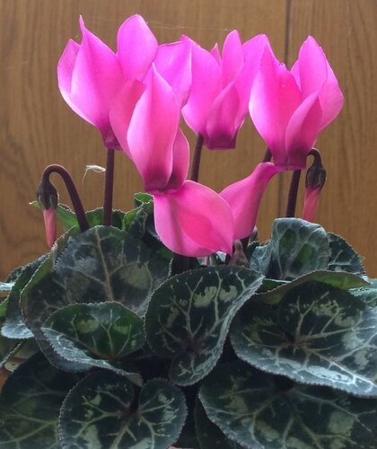 Mini Cyclamen Pink Jumbo Six Pack