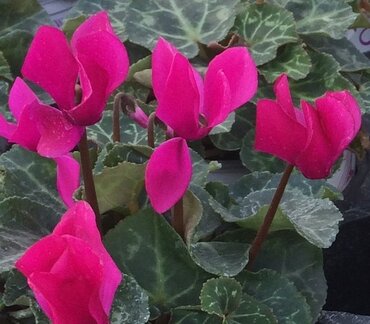 Mini Cyclamen Purple Jumbo Six Pack