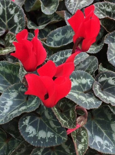 Mini Cyclamen Red Jumbo Six Pack