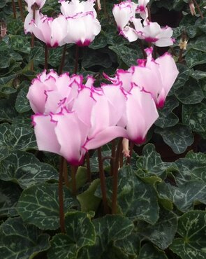 Mini Cyclamen Victoria Jumbo Six Pack