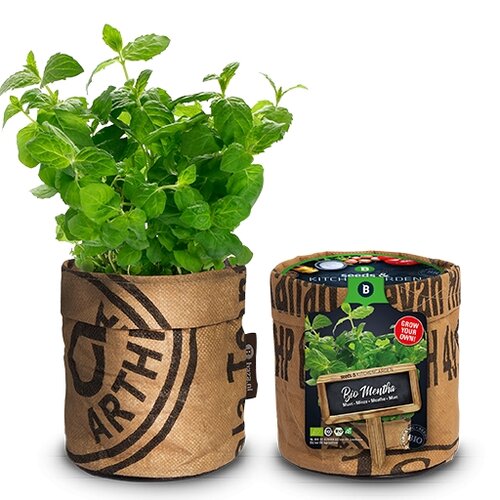 kitchen garden seeds mint