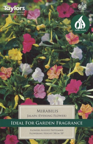 Mirabilis Jalapa (Evening Flower)