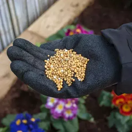Miracle-Gro AP Cont Rel 900g - image 2