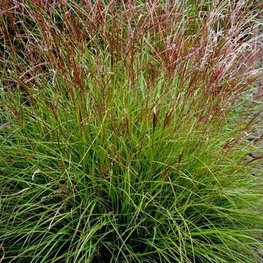 Miscanthus Cute One 2 Litre