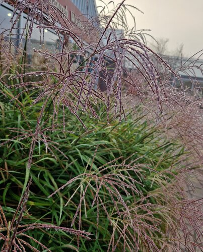 Miscanthus Ferner Osten 3 Litre