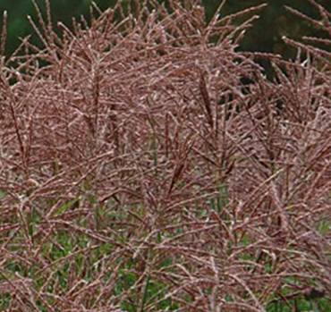 Miscanthus Ferner Osten 7.5 Litre