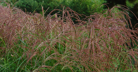 Miscanthus Flamingo 3 Litre