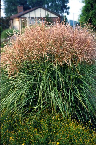 Miscanthus Flamingo 3 Litre