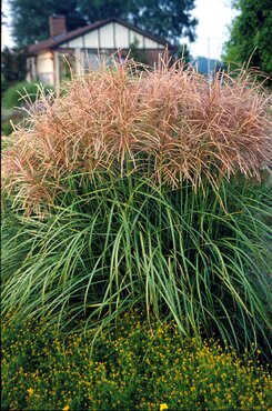 Miscanthus Flamingo 3 Litre