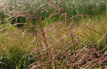 Miscanthus Kleine Fontane 4.6 Litre