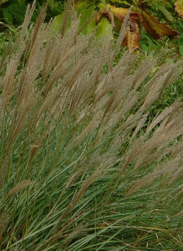 Miscanthus Kleine Silberspinne 3 Litre