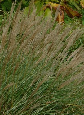Miscanthus Kleine Silberspinne 3 Litre