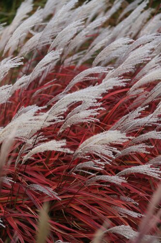 Miscanthus Lady in Red 3 Litre