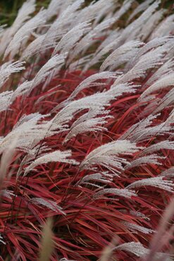 Miscanthus Lady in Red 3 Litre