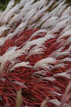 Miscanthus Lady in Red 4.6 Litre