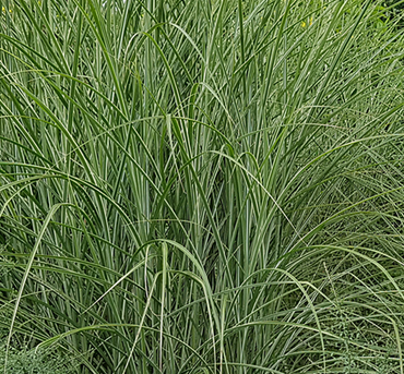 Miscanthus Morning Light 4.6 Litre