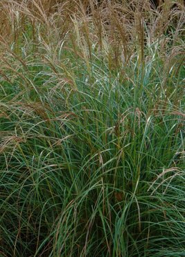 Miscanthus Ruby Cute 2 Litre