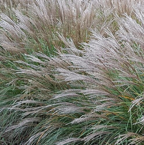 Miscanthus Sinensis 9cm