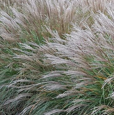 Miscanthus Sinensis 9cm
